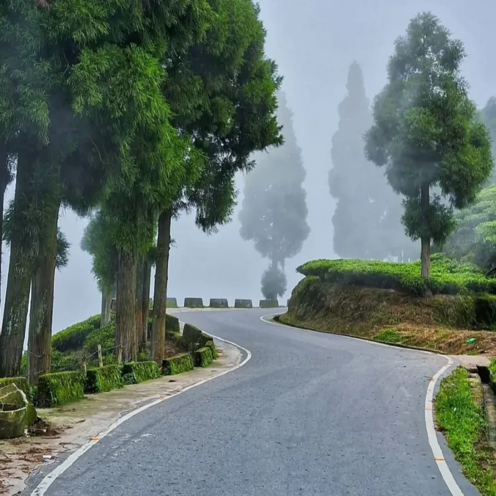 Darjeeling & Kalimpong: Tea & Mist