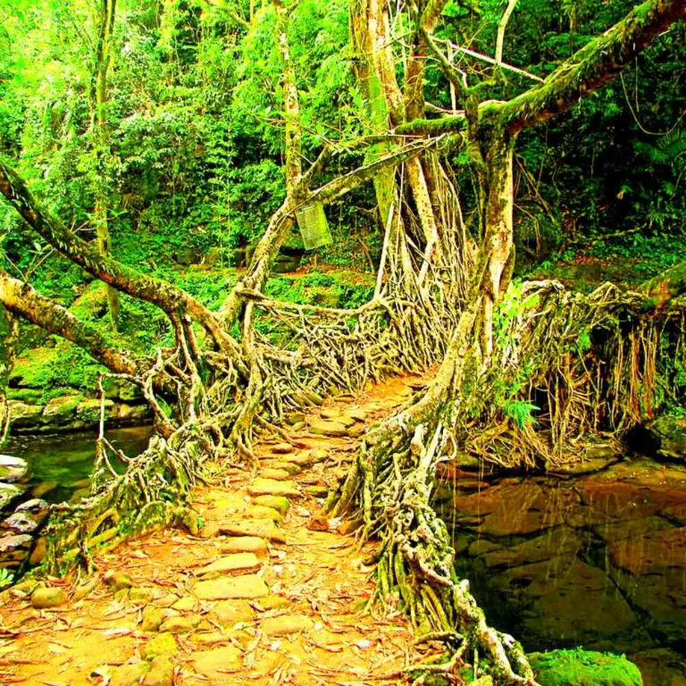 Meghalaya: Living Root Bridges