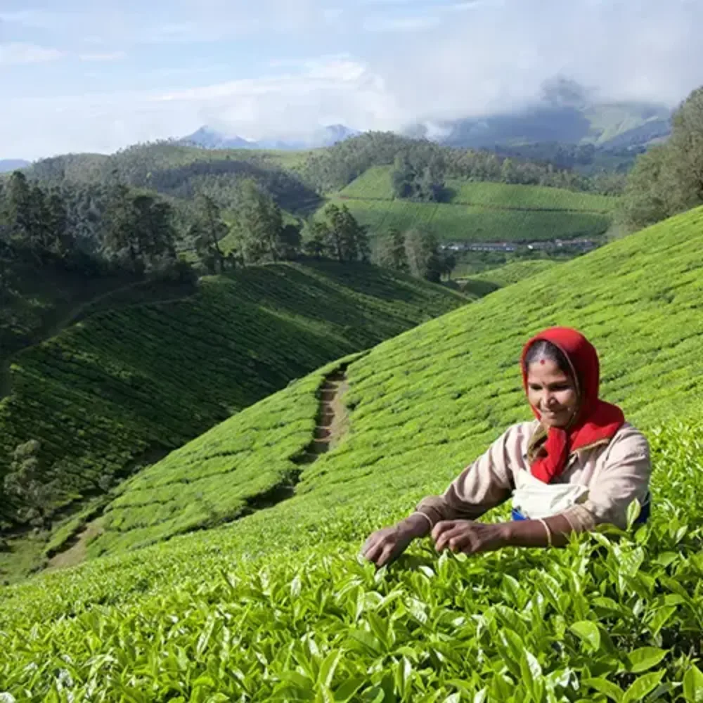 Munnar Tea Gardens & Eravikulam