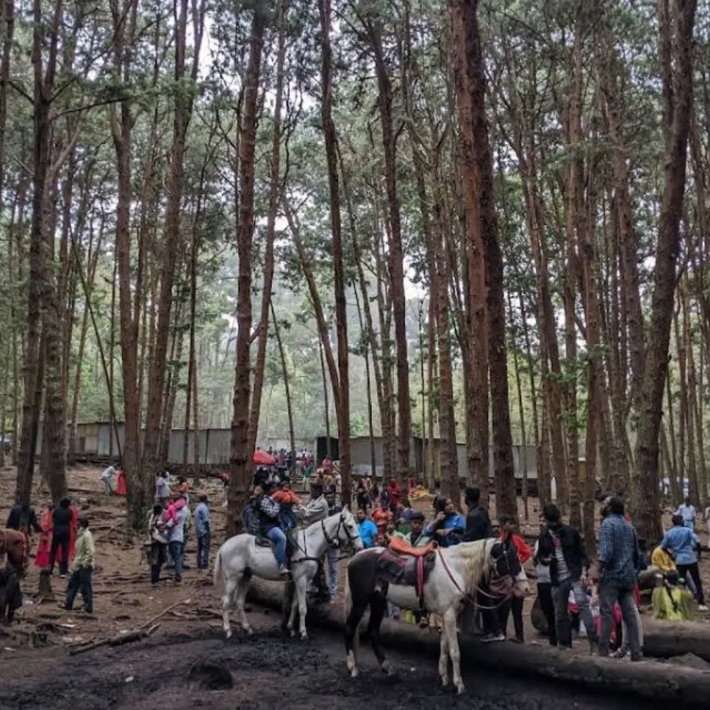Kodaikanal Pine Forests & Lakes